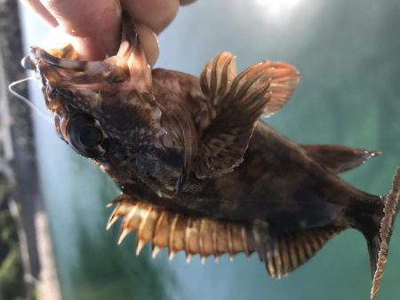 今年はまだまだ時期が早かった