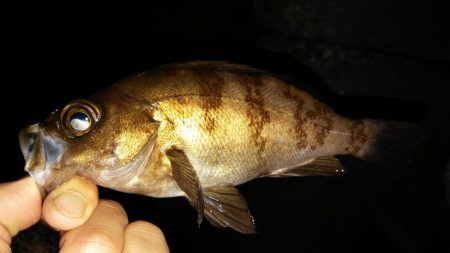 鮎竿でメバル釣り