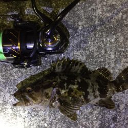 天保山、キビレ4枚含む20連発