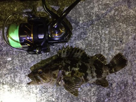 天保山、キビレ4枚含む20連発