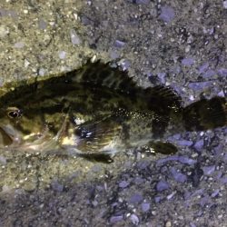 天保山、ダウンショットでタケノコ7匹。