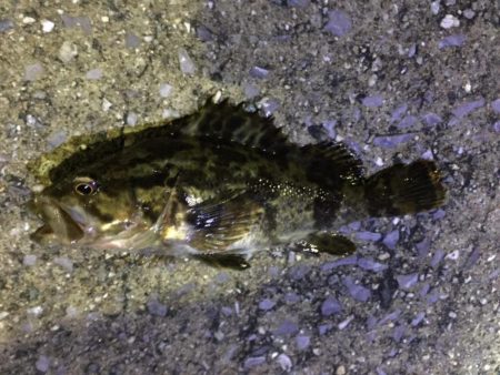 天保山、ダウンショットでタケノコ7匹。