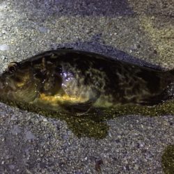 天保山、ダウンショットで怒涛の33連発！