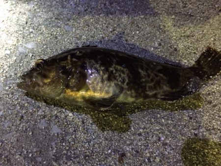 天保山、ダウンショットで怒涛の33連発！