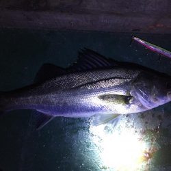 バチ抜け祭り、7バイト7キャッチ！