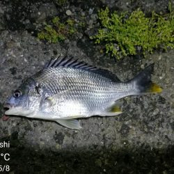 雨天後のフェリーターミナルのヘチ釣り（小キビレ爆釣）