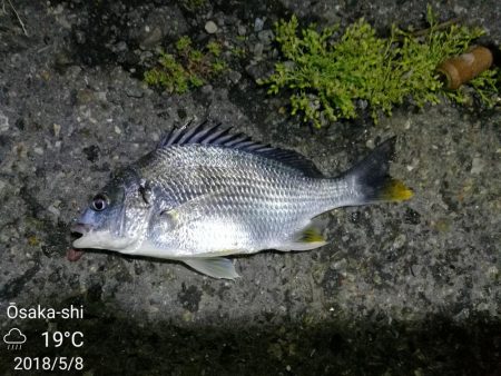 雨天後のフェリーターミナルのヘチ釣り（小キビレ爆釣）