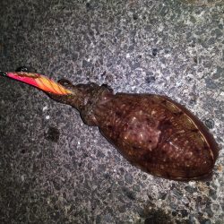 やった！モンゴウイカ、キロアップ！