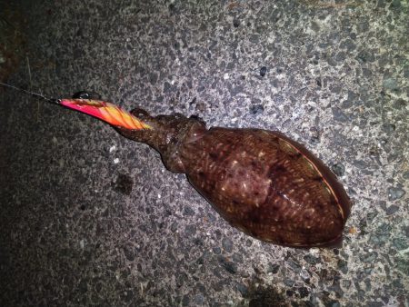 やった！モンゴウイカ、キロアップ！