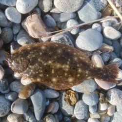 ひらめが釣れましたー