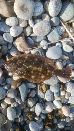 ひらめが釣れましたー