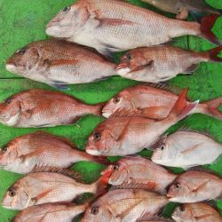 真鯛完全ふかせ