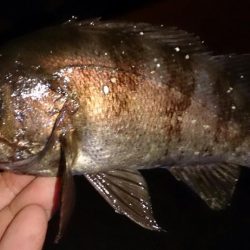 風が強い中メバリング