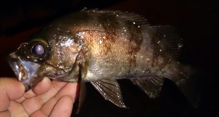 風が強い中メバリング