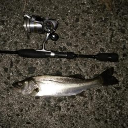 ナイトシーバス→デイマゴチ