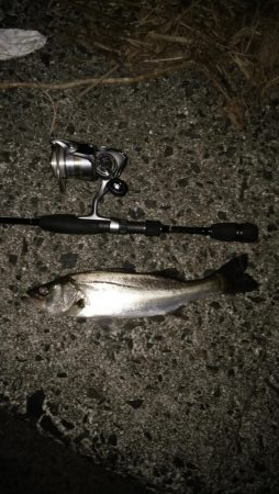 ナイトシーバス→デイマゴチ