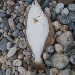 またまた、ヒラメ釣れました！