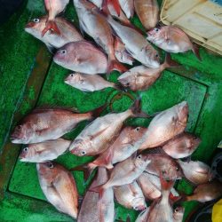 第二美丸　午前便五目釣り・午後便マダイ完全ふかせ