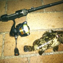 チニング&シーバス