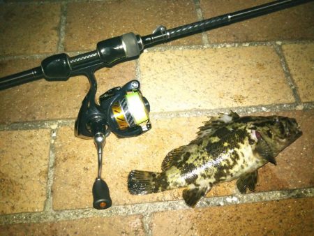 チニング&シーバス