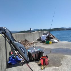 アジ釣れ出す・・グレも・・