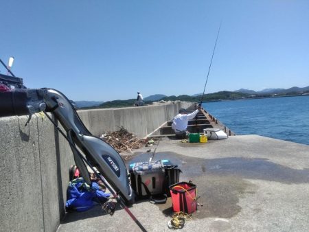 アジ釣れ出す・・グレも・・