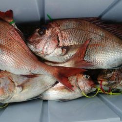 第二美丸　マダイ完全ふかせ