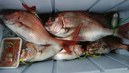 第二美丸　マダイ完全ふかせ