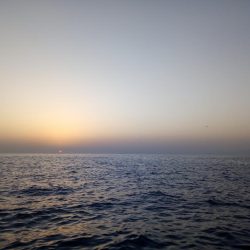 めばる調査のはずが、、