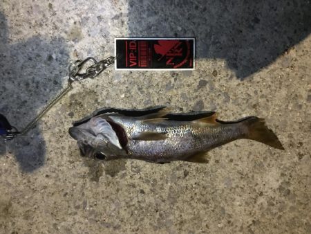 家族サービス後の夜釣り