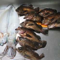 シーバス＆メバル