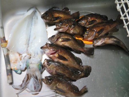 シーバス＆メバル