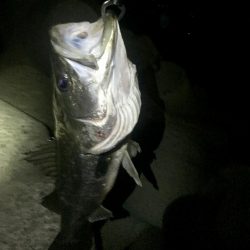 淀川シーバス調査