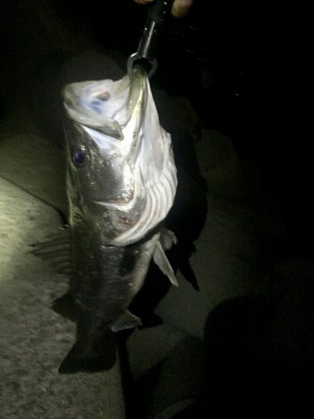 淀川シーバス調査