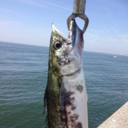 久々サゴちゃん