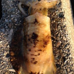 人、人・ボラ、ボラ　泉南2018開幕かな