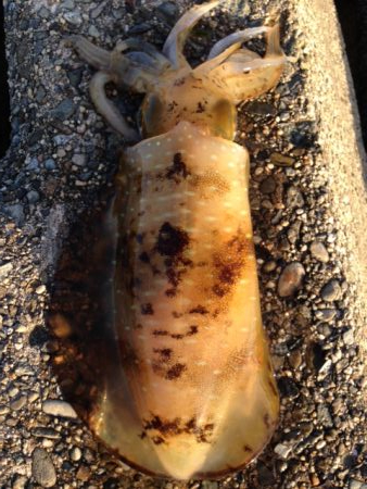 人、人・ボラ、ボラ　泉南2018開幕かな