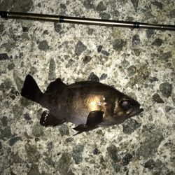 メバル・サッパ