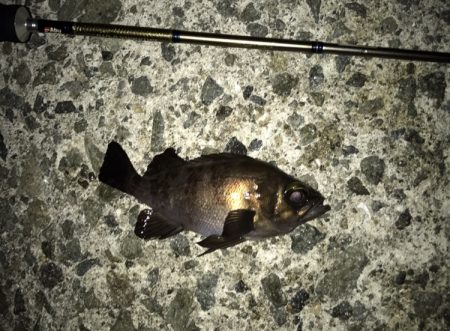 メバル・サッパ