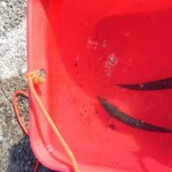 タチウオは失敗