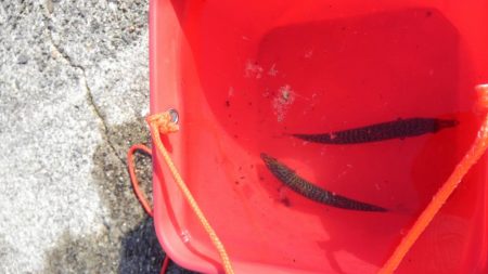 タチウオは失敗