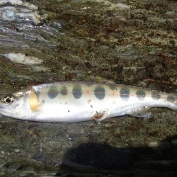 ぶどう虫でアマゴ