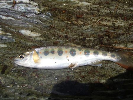 ぶどう虫でアマゴ