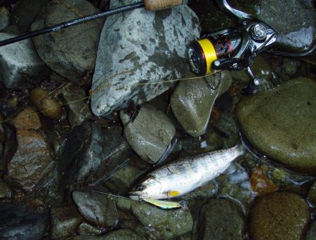 渓流ミノーイング