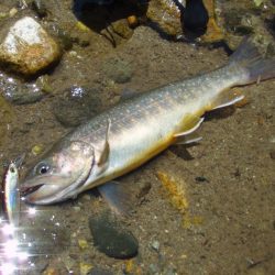 渓流ミノーイング