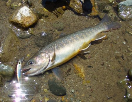 渓流ミノーイング