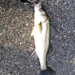 シーバスいい感じ