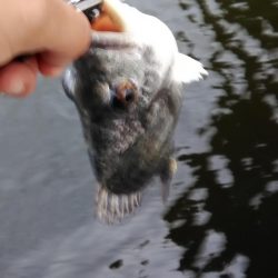 シーバスとキビレ