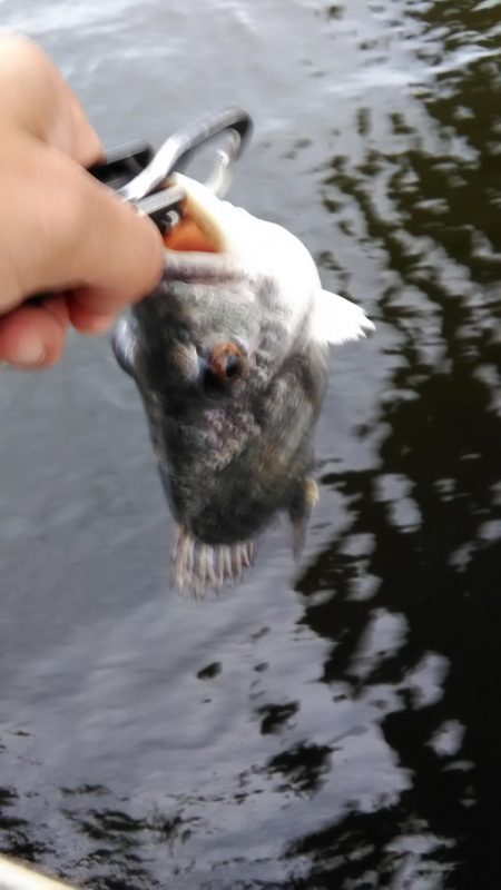 シーバスとキビレ