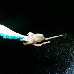 ライトゲームでキビレ、餌釣りではカサゴなど